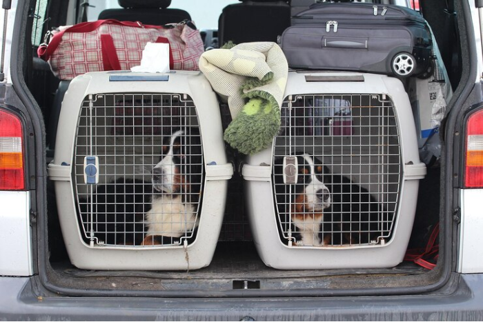 Travel Dog Crate